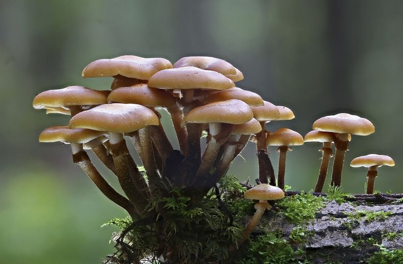 Hongos, tesoro escondido de la Patagonia Argentina. (vinomanos.com)..jpg