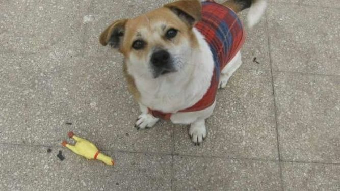 Roban tres perros de una casa del centro de Pilar