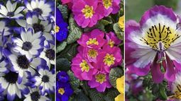 3 plantas con flores de principios de primavera