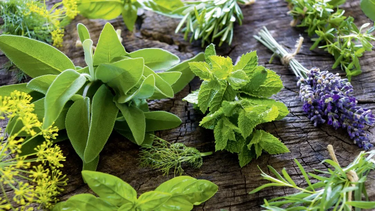 las 6 plantas aromaticas que perfuman tu casa y ahuyentan insectos
