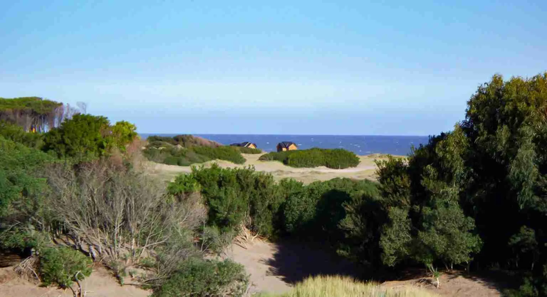 Dunas, mar y pinos. (diarionecochea.com)..webp