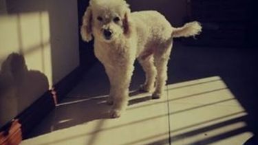 Richard, perro perdido