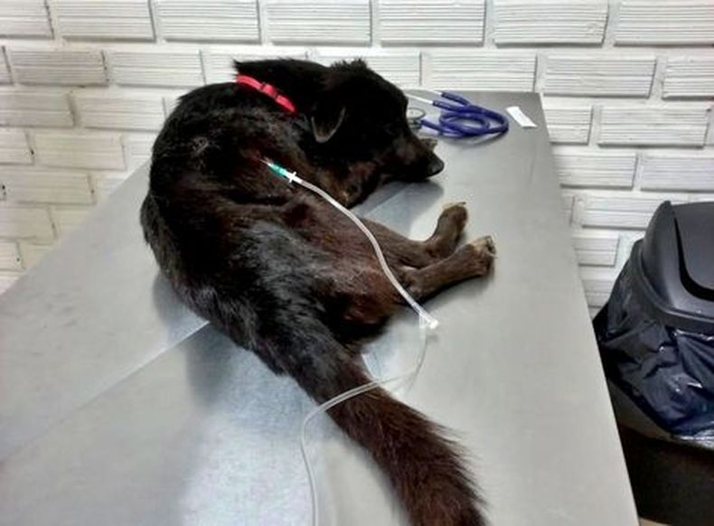 Vitto, el perro que sufrió el ataque.
