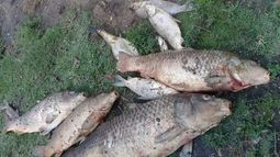Mortandad de peces