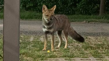 He visto un lindo zorrito: la foto fue tomada por un vecino de la zona de El Petrel.&nbsp;
