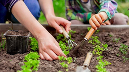 Noviembre en la huerta: ¿Qué plantar y qué tareas realizar?