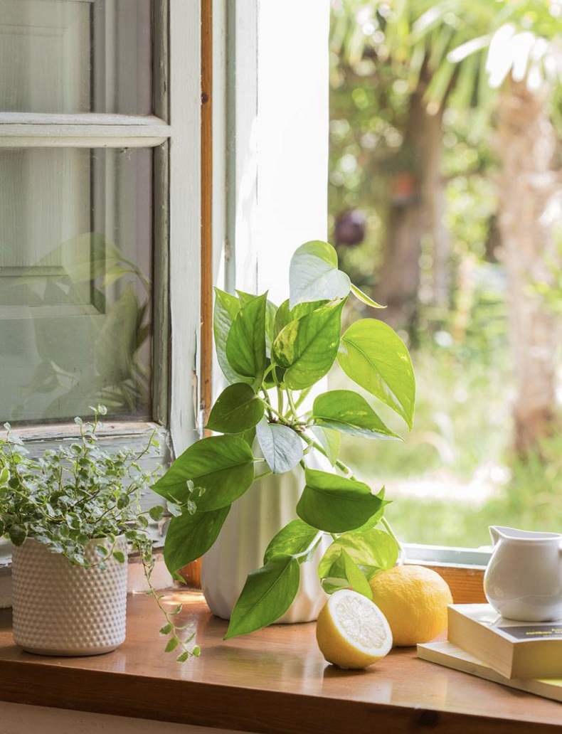 Plantas Perfectas Que Absorben El Calor Y Refrescan Tu Casa