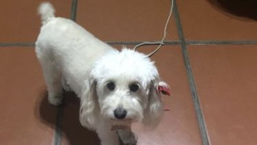 Buscan a una perrita perdida en Pilar