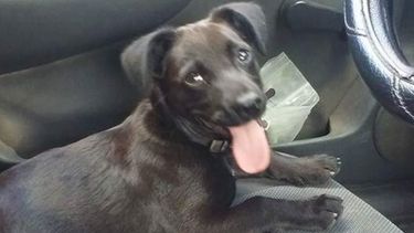 Sam, perro perdido