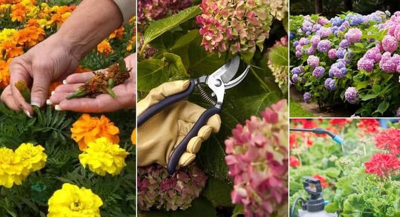 Consejos para que la floración de tus plantas dure más. (ecojardinmagico.com)..jpg
