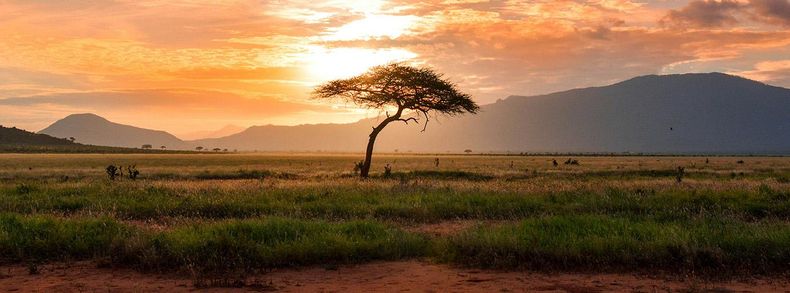 Hoy se celebra el Día del Medio Ambiente. (Unsplash)..jpg