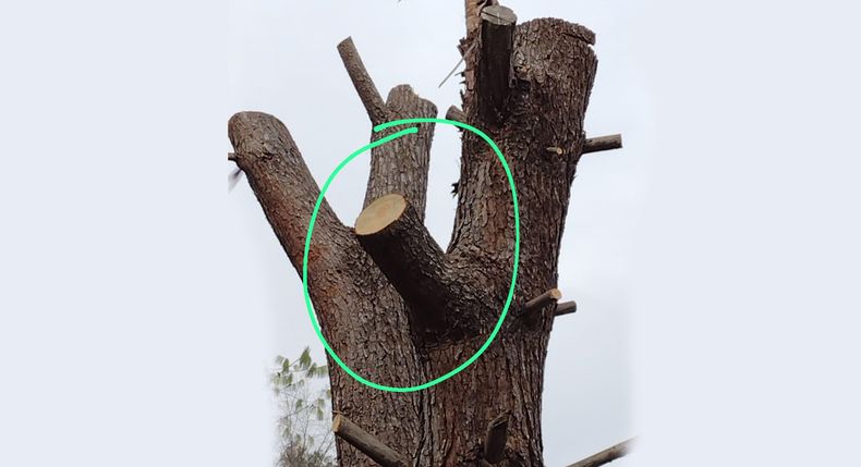 Están tirando un árbol que dicen seco en un terreno que no es propio. Homero, a media cuadra de ruta 8, Del Viso. En la foto se ve que no está seco. Y además daba piñas. Ya tiraron otros 4 el año pasado. Paren la masacre. María Carbone / @MVCarbone.