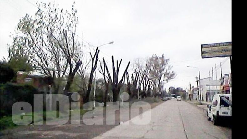 Las fotos enviadas por los vecinos sobre la poda en calle Gonnet..