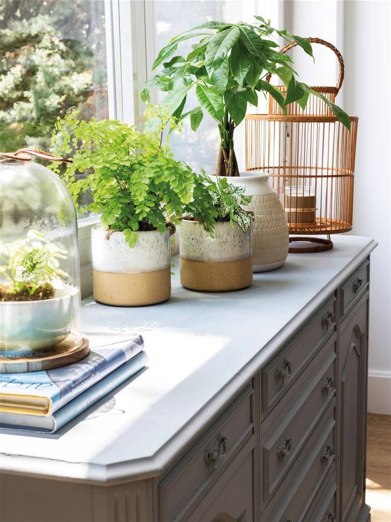 Plantas en las ventanas para recibir la energía del sol. (Pexels)..jpg