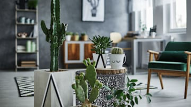 cactus sanos y bellos, ¿como mantenerlos?