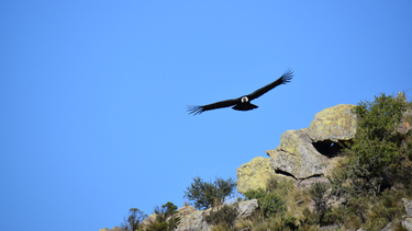 un condor andino fue liberado en san luis
