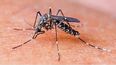 Así lo informó el Ministerio de Salud de la Provincia. Son 29 los municipios que se encuentran en situación de brote de dengue.