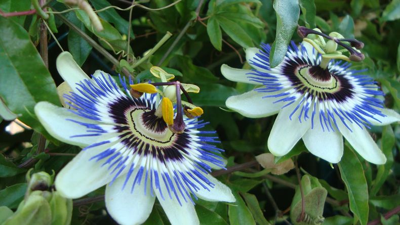 Passiflora. (blogspot.com)..jpg