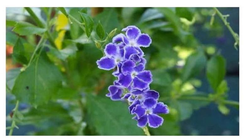 Tala blanca: Duranta erecta.