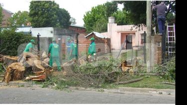 TARDE. Personal municipal retirando el árbol ya caído..