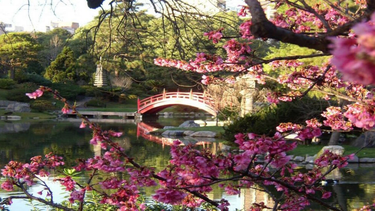 Florecen los cerezos y el Jardín Japonés de Buenos Aires es una fiesta de color y belleza