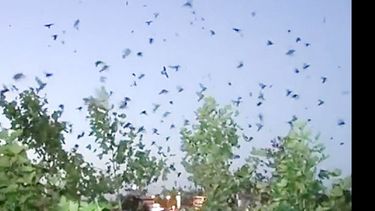 Captura de un video filmado por un vecino, en San Martín y Ruta 8..