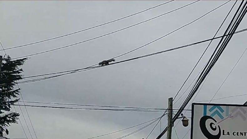 Las ardillas fueron divisadas en el tendido eléctrico de la calle 11 de septiembre. Foto captura Canal Pilar. .