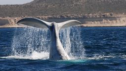 Récord histórico de ballenas francas australes en Península Valdés