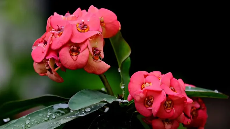 Flores. (pilaradiario.com)..png
