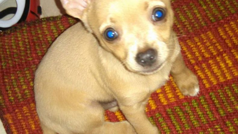 Timoteo, el perro buscado..