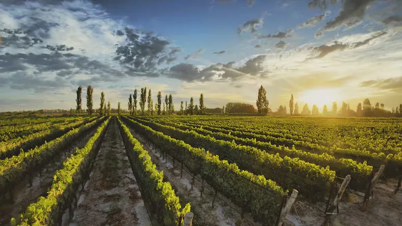 La Argentina es uno de los países productores de uvas Malbec. (LN)..avif