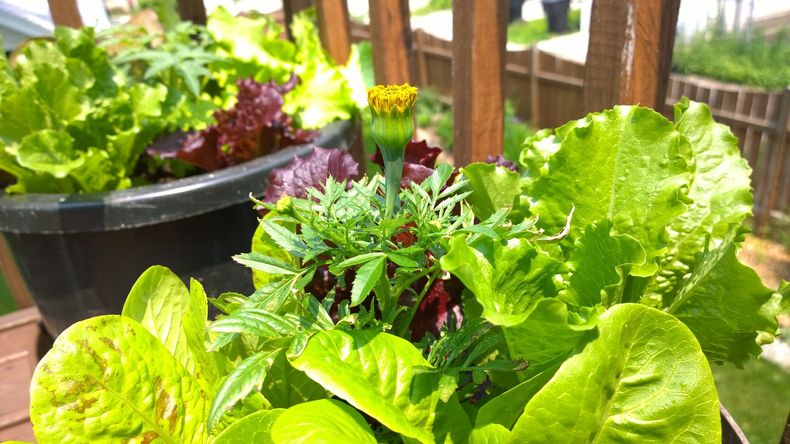 ¡Octubre es ideal para una huerta en tu balcón o tu terraza! (patheos.com)..jpg