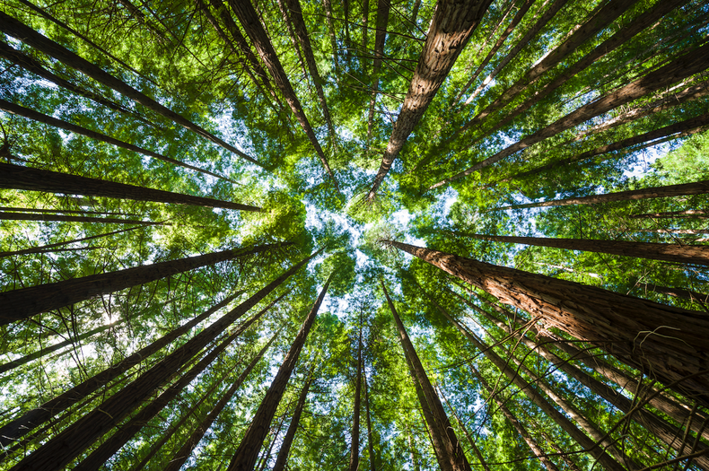 El 21 de marzo como el día para celebrar a los bosques. (ISTOCK)..jpg