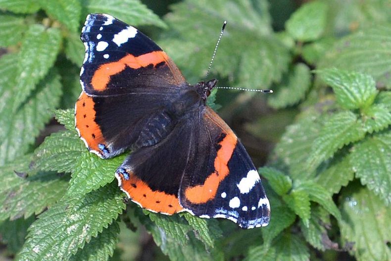 Las ortigas son esenciales para la supervivencia de varias especies de mariposas. (Carmen Jaspersen/DPA).jpg