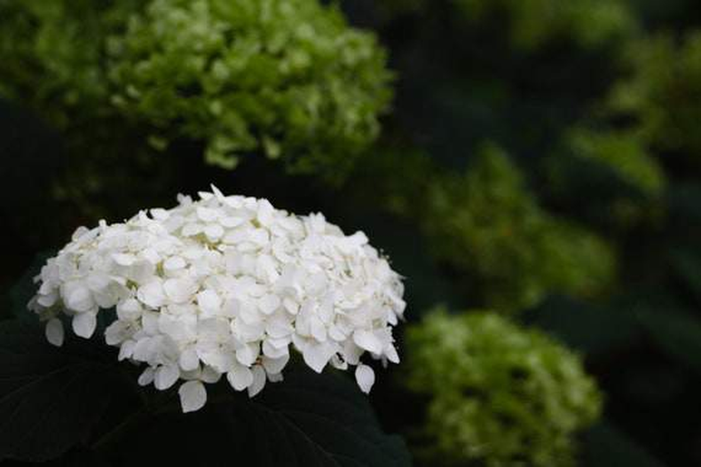 Hortencias en el Jardín Lunar. (Etsy)..png
