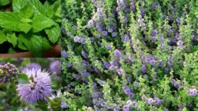 Poleo: la planta que huele a menta y es perfecta para ahuyentar a los mosquitos