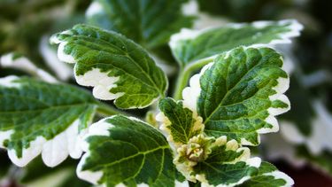 incienso: la planta que sirve como repelente natural