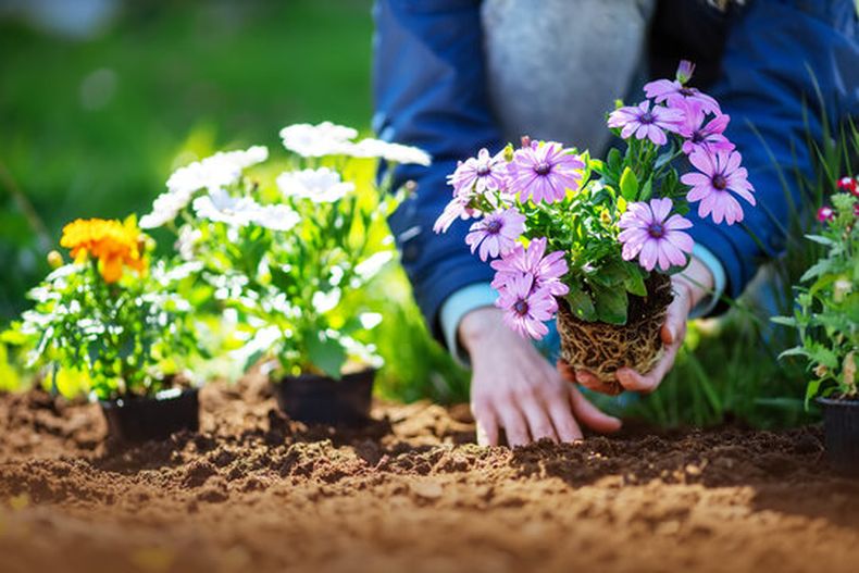Las plantas con flores ideales para sembrar en septiembre. (stock.adobe.com).