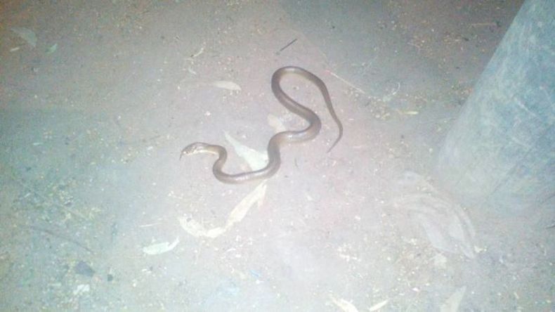 La serpiente que apareció anoche, en Villa Rosa..