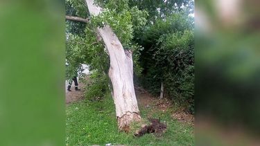 Cayó árbol de cuajo en Los Narcisos (barrio Los Cachorros) y el vecino quiere agradecer a la Municipalidad por venir rápidamente a sacarlo. Muchísimas gracias Gastón Carabajal y Territorial Novena, vamos por más! Adriana García..