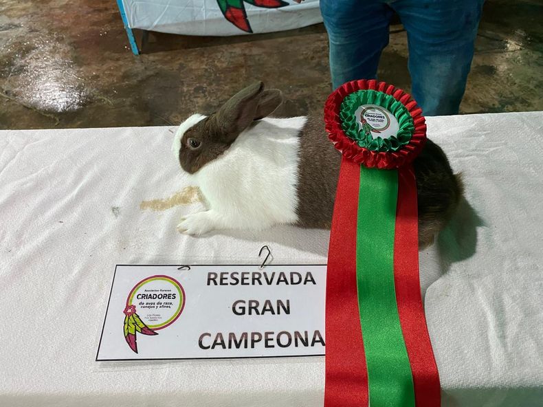 Uno de los ejemplares pilarenses premiados en la exposición de Las Flores.&nbsp;