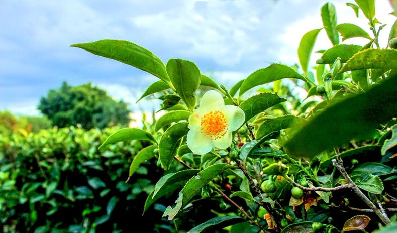 Argentina produce 339.288 toneladas de hoja de té al año. (primeraedicion.com.ar).jpg