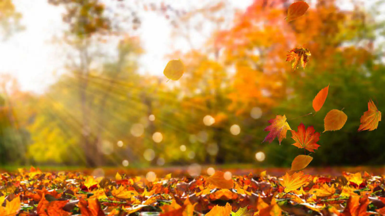 Hojas De OtoÑo ¡si A Las Hojas Caídas En El Suelo 