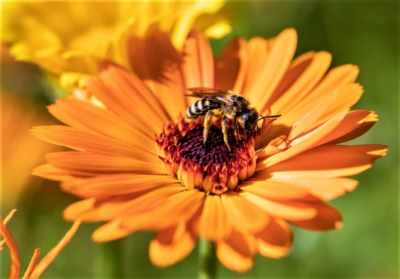 Caléndula, flores del otoño. (graciasnaturaleza.com)..webp