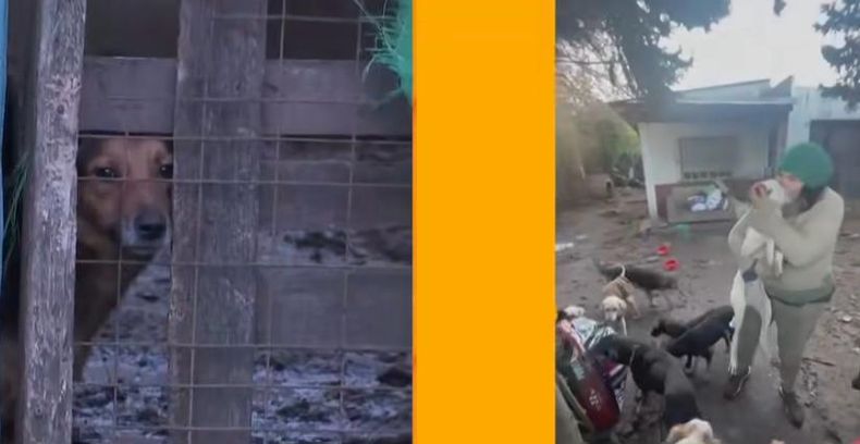Más de 30 perros en condiciones de hacinamiento fueron rescatados en la propiedad allanada.&nbsp;