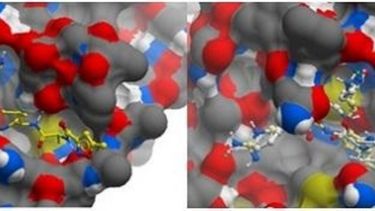 Estructuras de Ritonavir (panel izquierdo) y Brilacidin (panel derecho), fármacos en evaluación para el tratamiento de COVID-19, unidos al virus SARS-COV2 (particularmente en la proteasa principal del virus)..