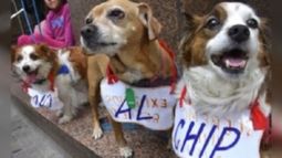 Ducoté, en contra del proyecto para colocarles chips a los perros