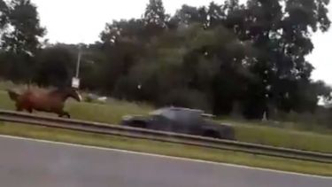 Peligro en la autopista..