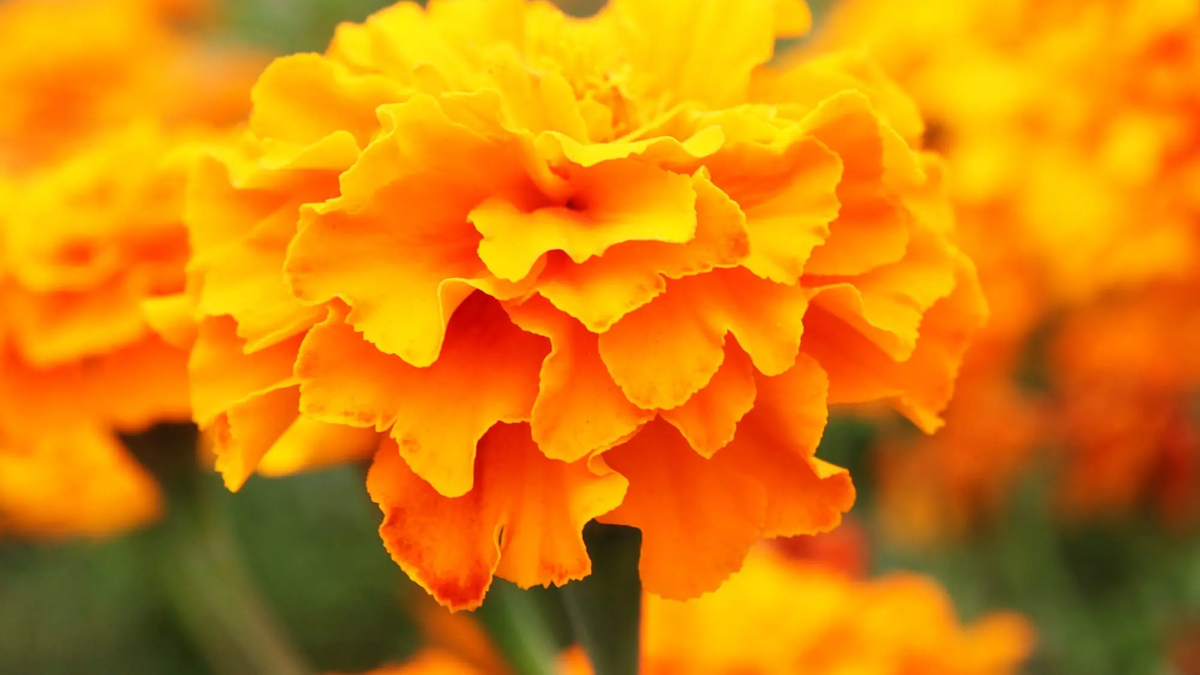 Flor de cempasúchil o tagete consejos para cultivarla