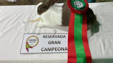 Uno de los ejemplares pilarenses premiados en la exposición de Las Flores.&nbsp;